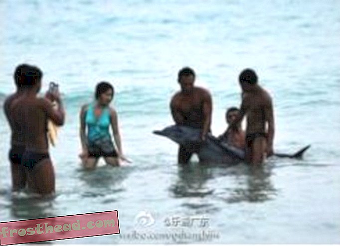 Les amateurs de plage chinois ont tué accidentellement un dauphin avec un enthousiasme mal placé