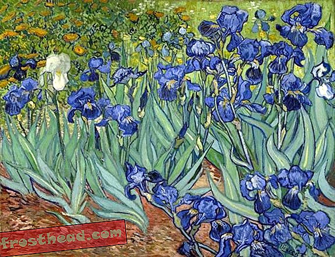 Vincent van Gogh, Irysy. Holenderski, 1889