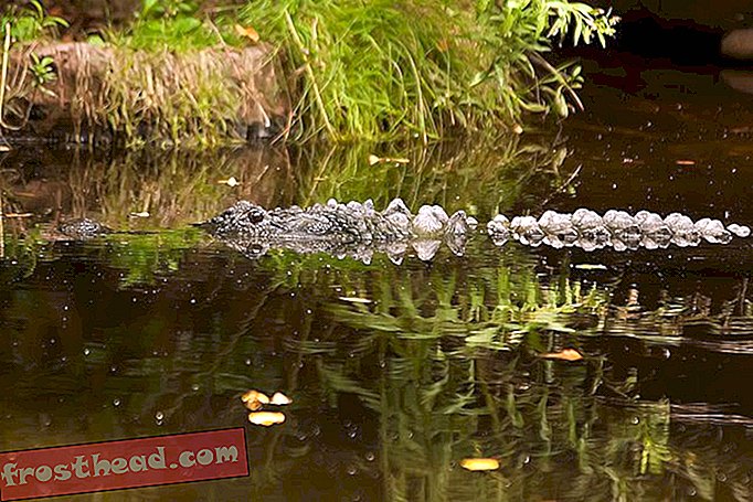 Kumquat-jesti krokodili: Crocs i Gators vole svoje voće i povrće