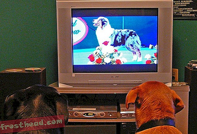 लेख, स्मार्ट समाचार, स्मार्ट समाचार कला और संस्कृति - अगस्त में लॉन्च करने के लिए कुत्तों के लिए टेलीविजन चैनल