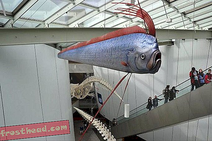 articles, nouvelles intelligentes, science de l'information intelligente - Un poisson géant vient d'être lavé en Californie