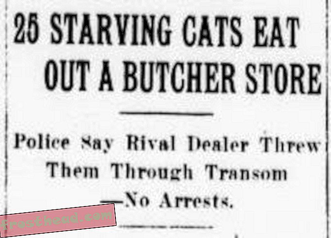 Sel ajal ründasid kassid NYC lihunike kauplust