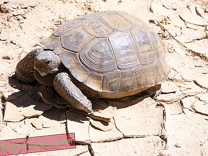 Пустинните костенурки могат да гладуват, дехидратират и умират заради промените в климата