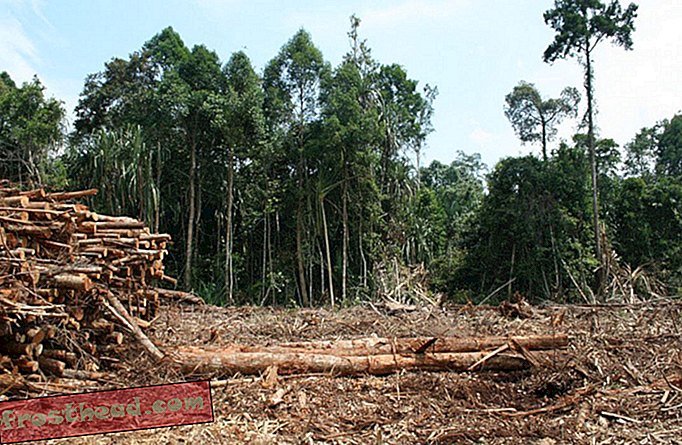 Talar un bosque, dejarlo crecer e incluso 30 años después, no es lo mismo