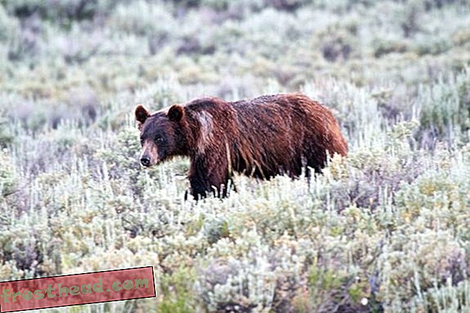 Yellowstone Bears eigenlijk eten motten voor voedsel