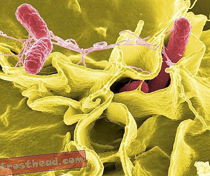 Mikroby żyjące w naszych ciałach były prawdopodobnie niegdyś złymi patogenami