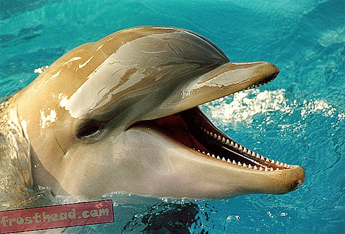 Pitäisikö delfiineillä ja valailla olla ihmisoikeuksia?