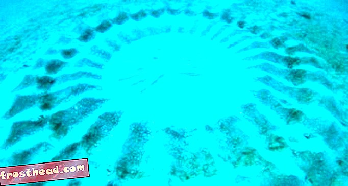 Pufferfish Opret cirkler under vandet, når de parrer sig