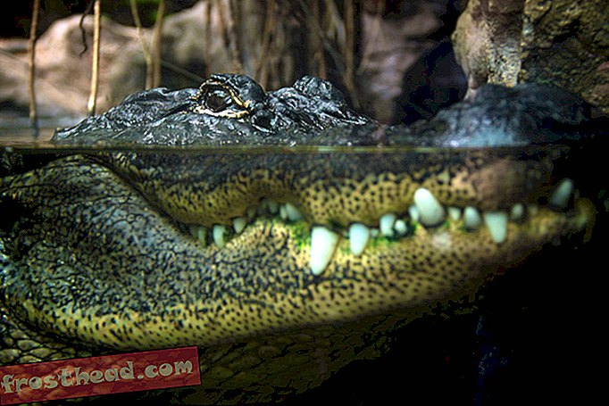 Bør vi dræbe alligatorer, der spiser mand?