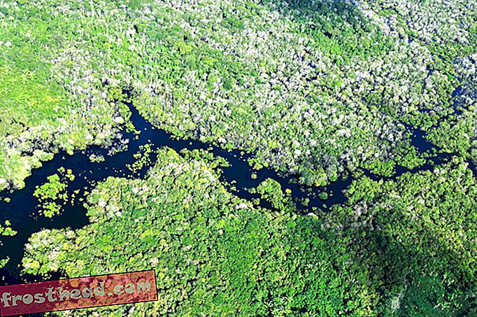 Api Adalah Ancaman yang Tumbuh Cepat ke Hutan Hujan Amazon