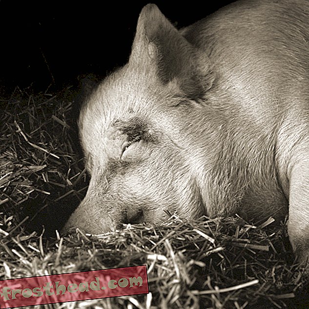 13 свиней. Йоркшир свинья.