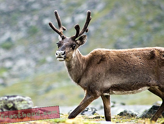 artikler, smarte nyheder, smarte nyhedsvidenskaber - Reindeer Eyes skifter farve for at matche sæsonen