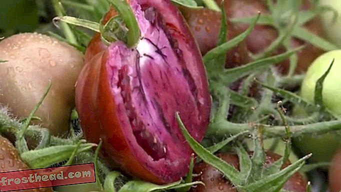 Pomidory GM Purple mogą być dla Ciebie dobre