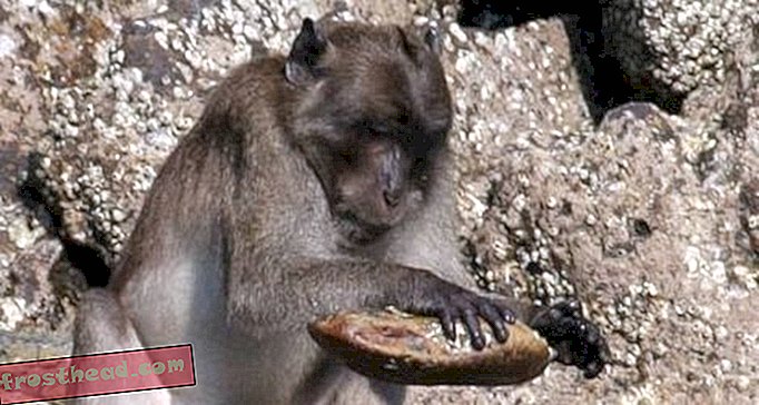 άρθρα, έξυπνες ειδήσεις, έξυπνη επιστήμη ειδήσεων - Οι μοναδικοί εργαζόμενοι της Ασίας-πιεστικοί πίθηκοι εγκατέλειψαν τις πέτρες τους