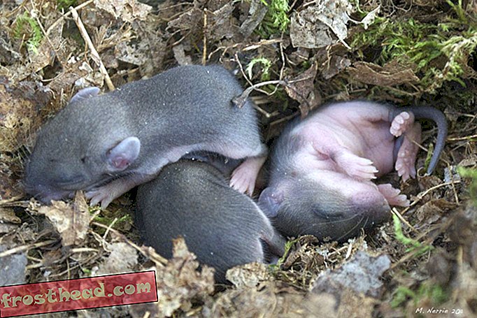 άρθρα, έξυπνες ειδήσεις, έξυπνη επιστήμη ειδήσεων - Τα ποντίκια μωρών μπορούν να κληρονομήσουν τον φόβο ορισμένων μυρωδιών από τους γονείς τους
