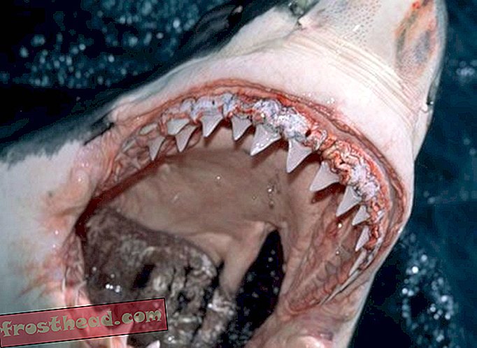 статии, умни новини, интелигентни научни новини - Зъбите на акулата имат вградена паста за зъби