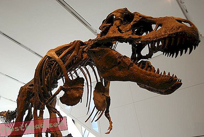 שוחרי דינוזאור גונבים מאובנים וזה פוגע במדע