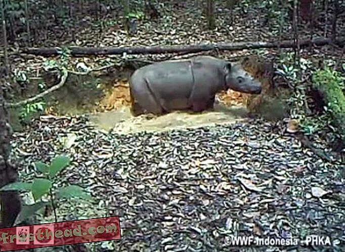 Tajne aparaty złapały zagrożoną nosorożec sumatrzańską, szczęśliwie kręcącą się na Borneo