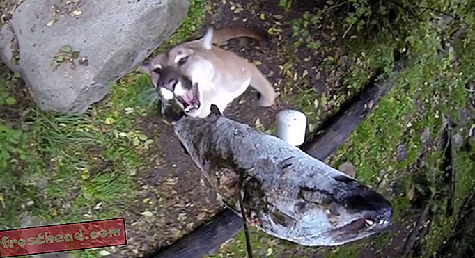 Regarder un puma sortir un saumon d'une tyrolienne