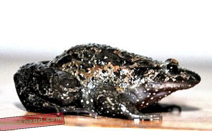 artículos, noticias inteligentes, ciencia de noticias inteligentes - Una rana extinta reaparece en Israel