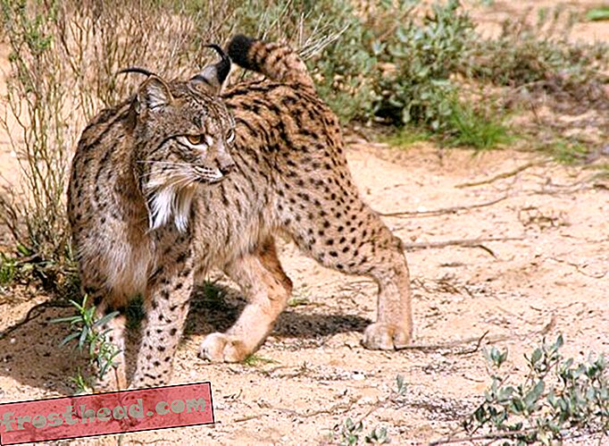 100 millioner dollars og 20 års arbejde kan muligvis ikke være nok til at redde den iberiske Lynx