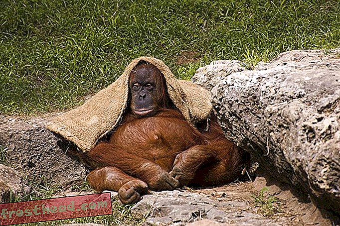 artikkeleita, älykkäitä uutisia - Superbowl-ennustava Orangutan on valinnut seahawks