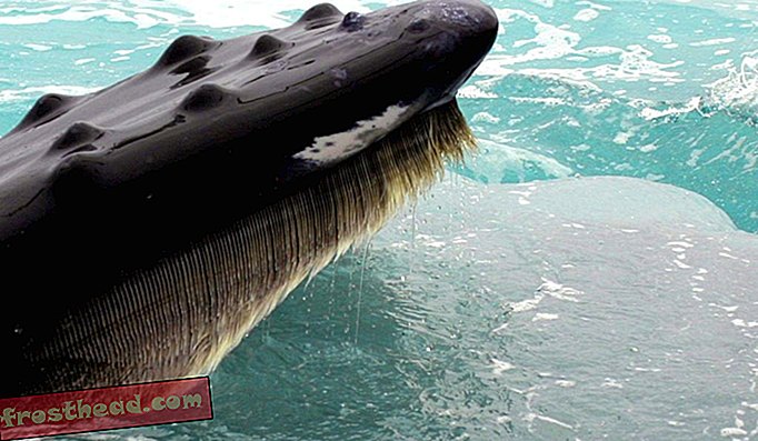 O Baleen é um sistema de filtração rápido encontrado nas bocas das baleias Mysticeti.