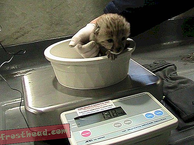 Baby Cheetahs Φέρτε καρποφόρα χρόνια στο ζωολογικό κήπο