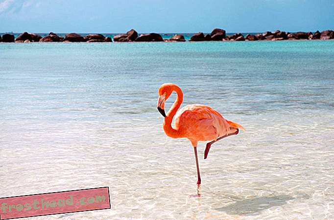 Flamingo op het strand