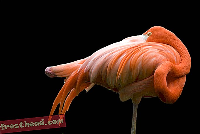 Flamingo i ro på ett ben