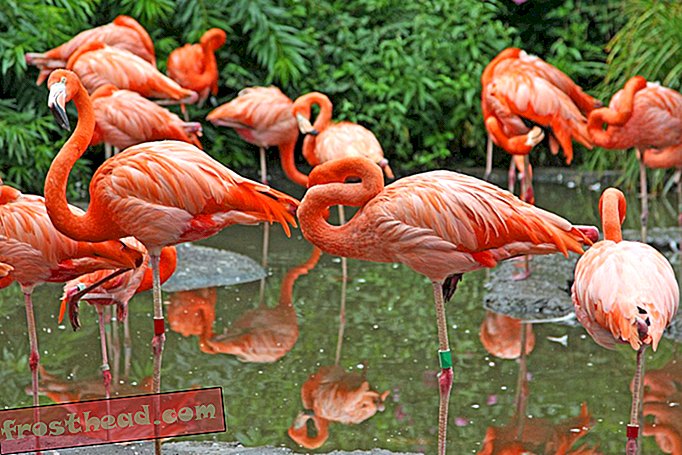 Flamingo-gruppe på det ene ben
