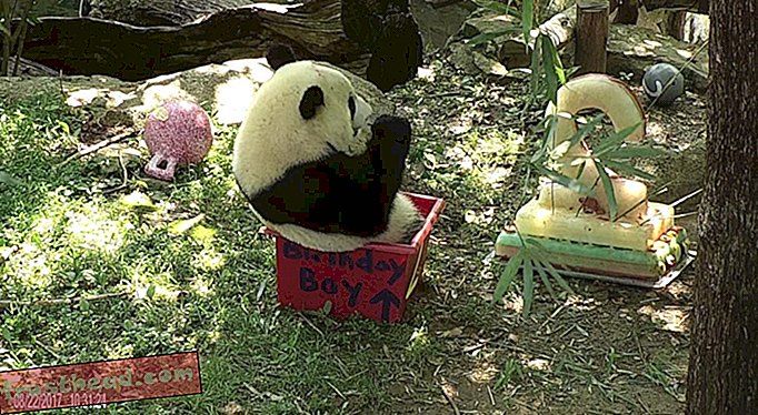 Bei Bei Panda Cub praznuje svoj drugi rojstni dan v slogu