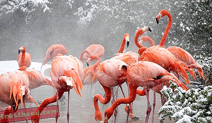 Flamingos americanos empoleiram-se em sua banheira de hidromassagem no Zoológico Nacional no inverno de 2009.