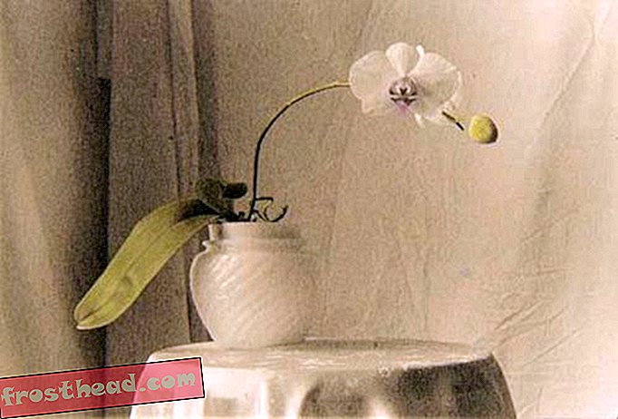 Događaji za vikende: Istraživanje maglice rakova i proslava orhideja