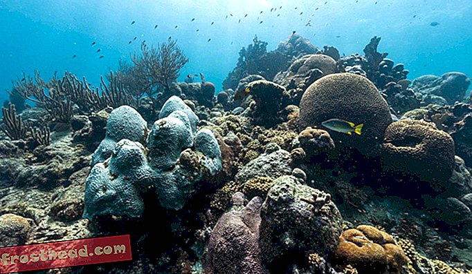 За да помогнат на коралите да се борят назад, учените размножават популации, разделени от стотици мили