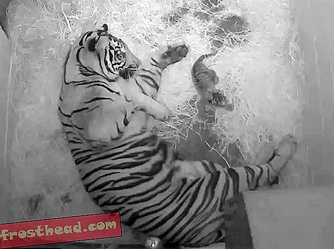 מקסים טייגר גור מקסים שנולד בגן החיות Yips אצל אמא שלו בווידיאו
