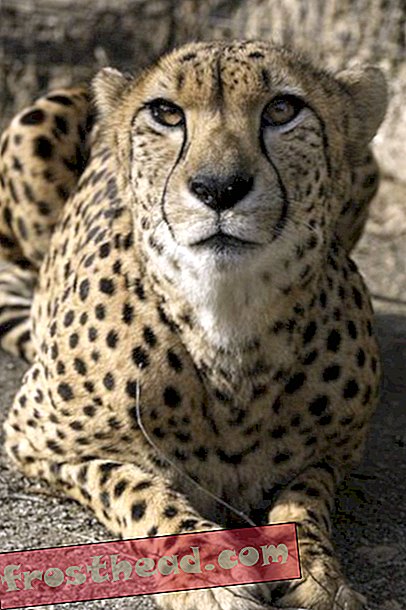 artiklid, sepikoda, ajaveebid, kaubanduskeskuse ümbruses - Kolm gepardi naaseb riiklikku loomaaeda