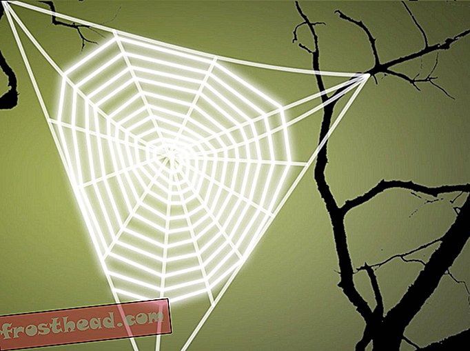 Попитайте Смитсониан: Как паяците правят паяжините си?