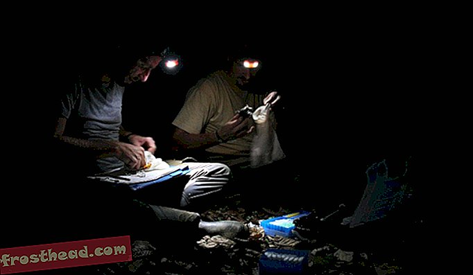 Ο Brändel και ο Thomas Hiller, ένας άλλος διδάκτωρ, κάθονται στο δάσος για να επιθεωρήσουν τις νυχτερίδες τους, καταγράφοντας δεδομένα όπως τον τύπο είδους και τις μετρήσεις του σώματος και τη συλλογή δειγμάτων αίματος.