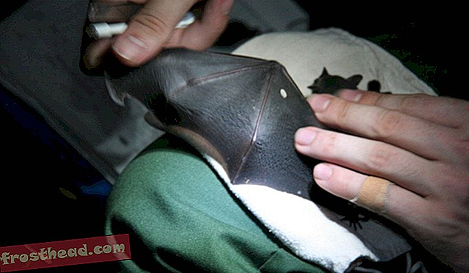 Come parte della raccolta dei dati, Brändel taglia un piccolo pezzo di tessuto da un'ala di ogni pipistrello. Fa poco danno alle creature, perché le loro ali sono fatte di alcuni dei tessuti a più rapida crescita in tutti i mammiferi
