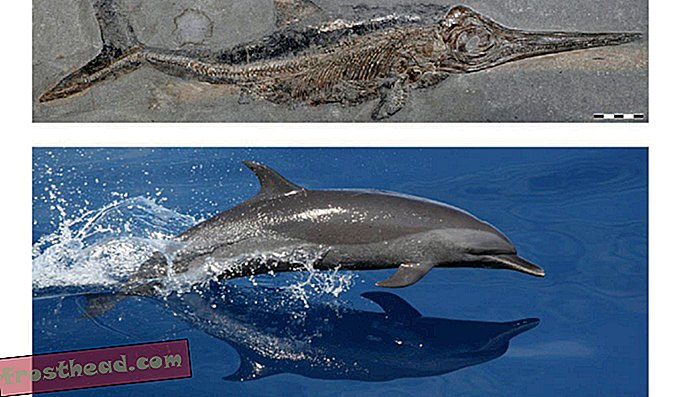 Séparés dans le temps par plus de 50 millions d'années, les dauphins modernes et les ichthyosaures éteints sont issus de différentes espèces terrestres mais ont néanmoins développé un corps semblable à un poisson.