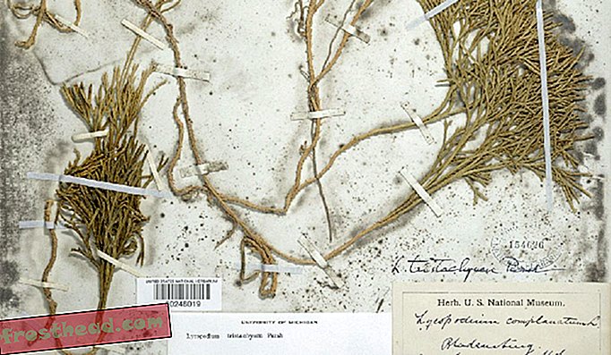 Smithsoniani digiteeritud botaanilises arhiivis on isendite kõrge eraldusvõimega pildid ühendatud neile kinnitatud käepäraste ID-siltide transkriptsioonidega.