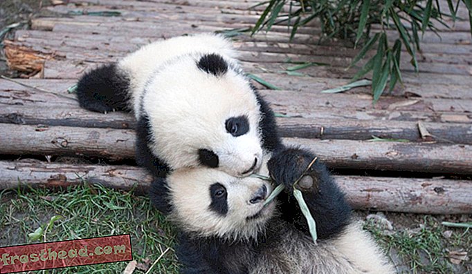 Riesenpandawelpen auf der chinesischen Chengdu Panda Base.