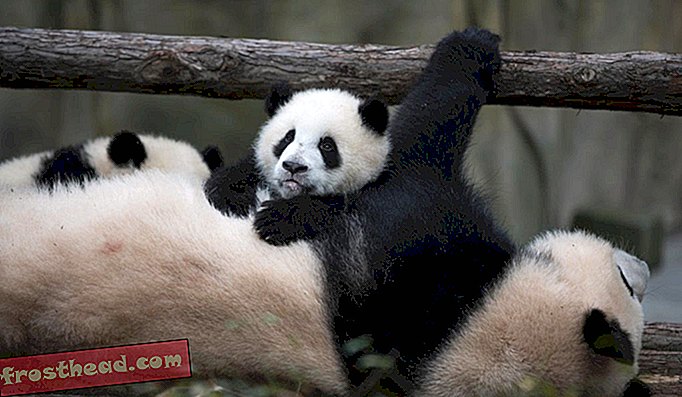 Velikanska panda in njen mladič v dolini Pande v Dujiangyanu na Kitajskem.