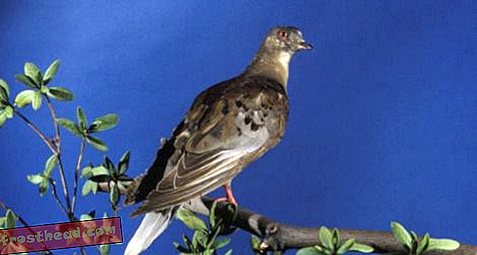 Мартха, последњи путнички голуб на свету