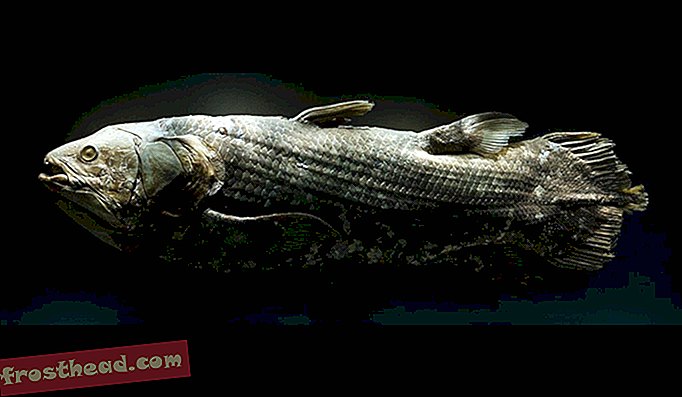 Veel üks loodusloomuuseumi ookeanisaalis kuvatav coelacanth on Lõuna-Aafrika vee bioloogilise mitmekesisuse instituudi laenult.