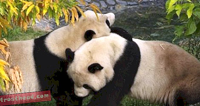 artikkeleita smithsonian sivustolla, blogeja, ostoskeskuksen ympärillä, tiede, villieläimet - Uudet uudet Panda-kamerat antavat Pandalle elävän värin