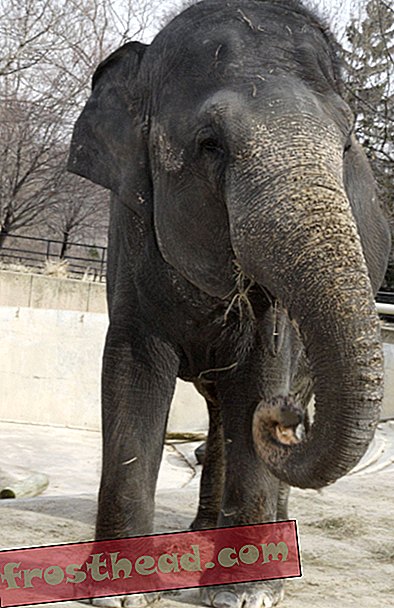 Elefanții de la Zoo?-articole, la smithsonian, bloguri, din jurul mall-ului
