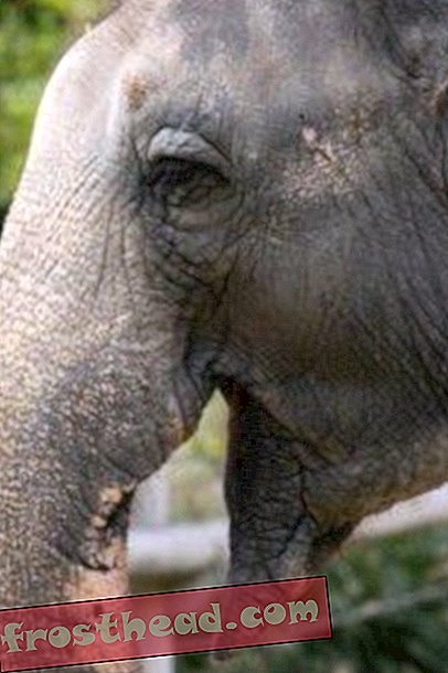 статии, в smithsonian, блогове, около мола - Азиатският слон в зоопарка е изкуствено осеменен