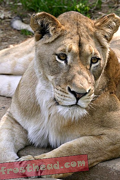Leijonanpentu kuolee kansallisessa eläintarhassa
